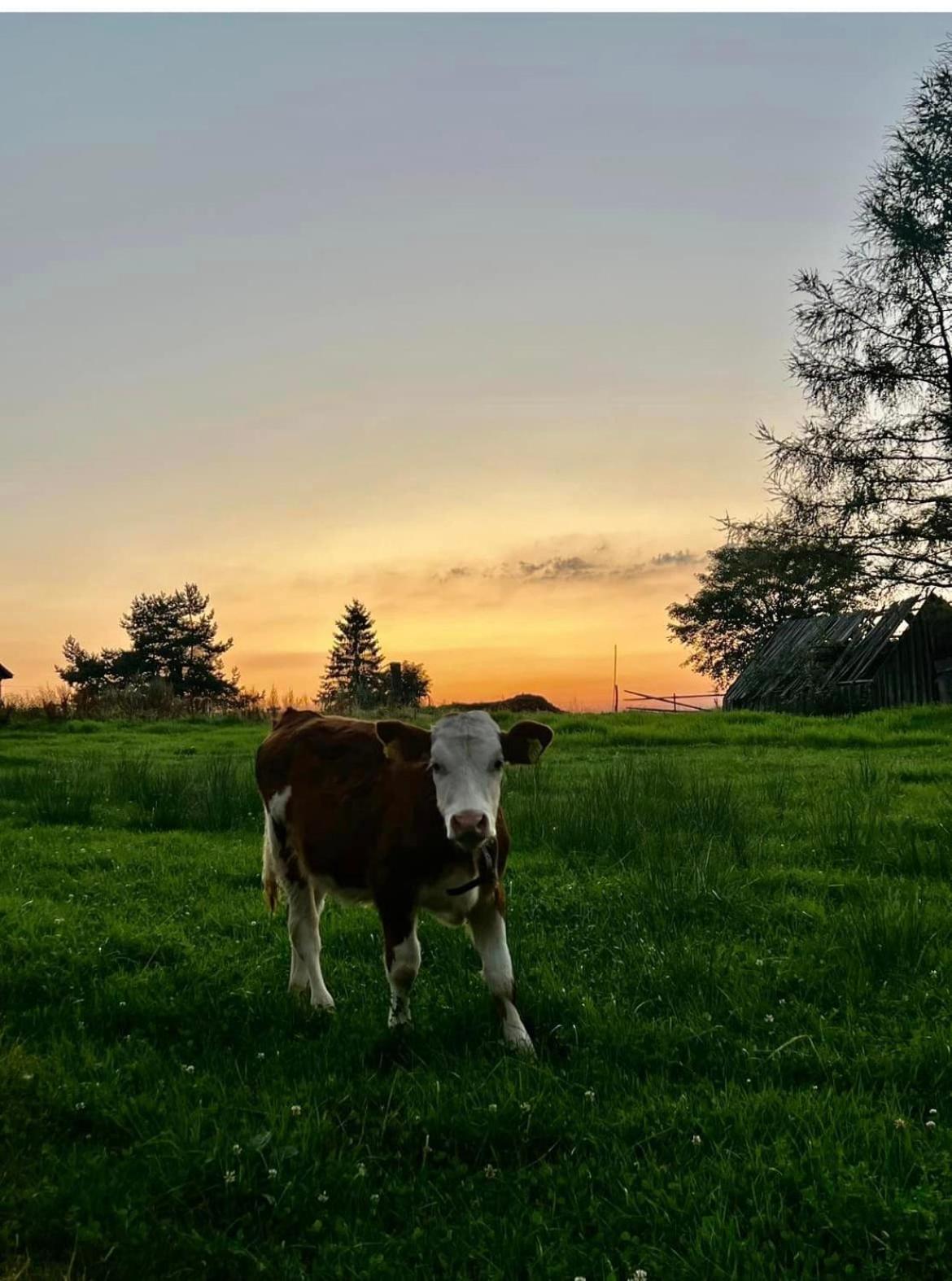 Villa Mokki Mărişel Esterno foto